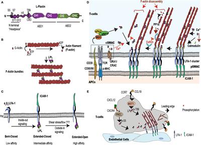 Efficient T Cell Migration and Activation Require L-Plastin